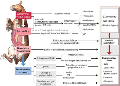 Postoperative Ileus: Comparative Pathophysiology and Future Therapies